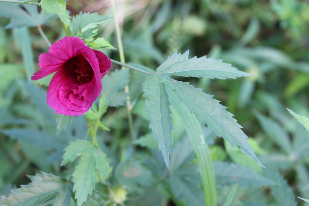 Hibiscus radiatus Cav.